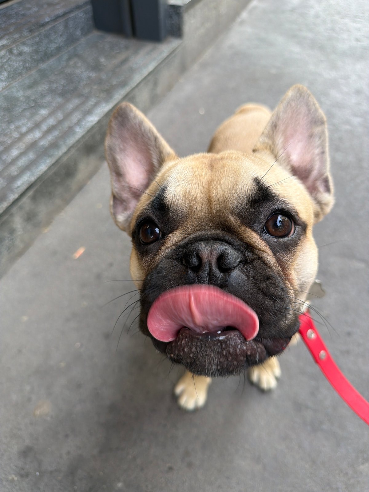 French Bulldog puppy spotted during afternoon outing in Milan