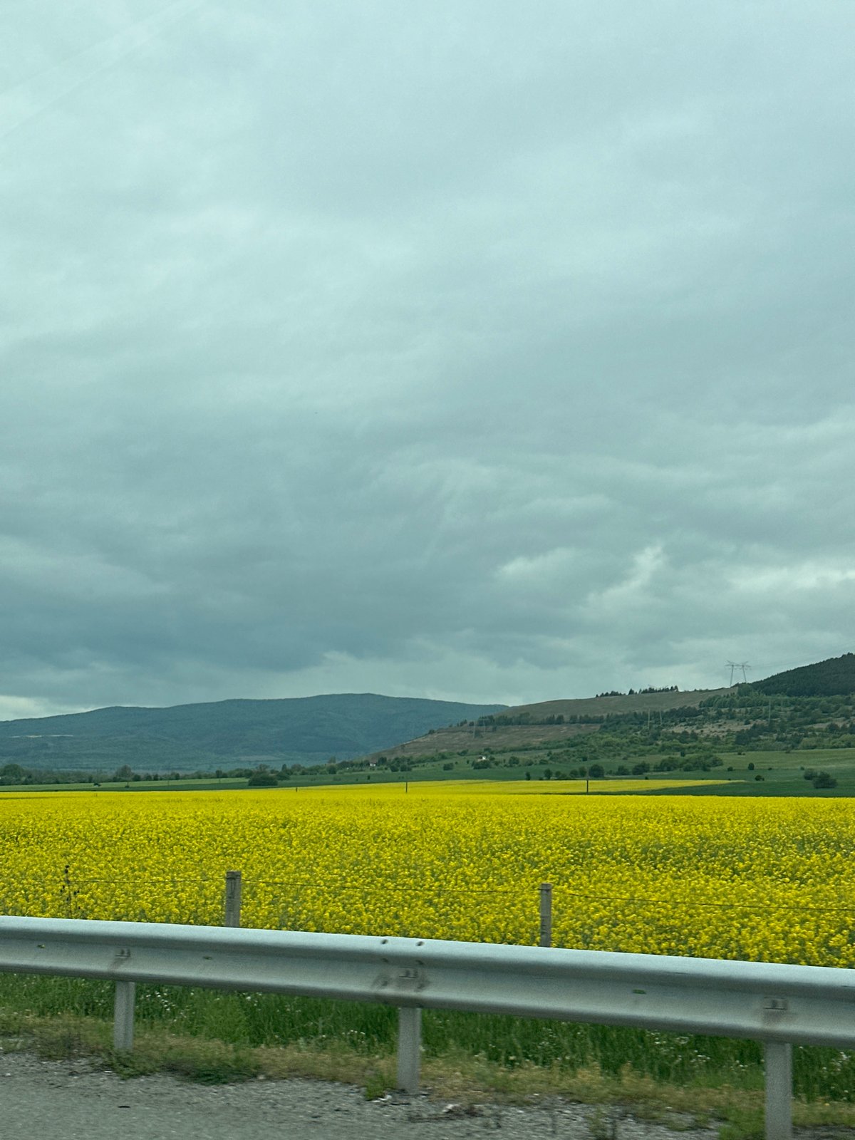 Rapeseed flowers bloom in Bulgarian countryside near Dolna Dikanya