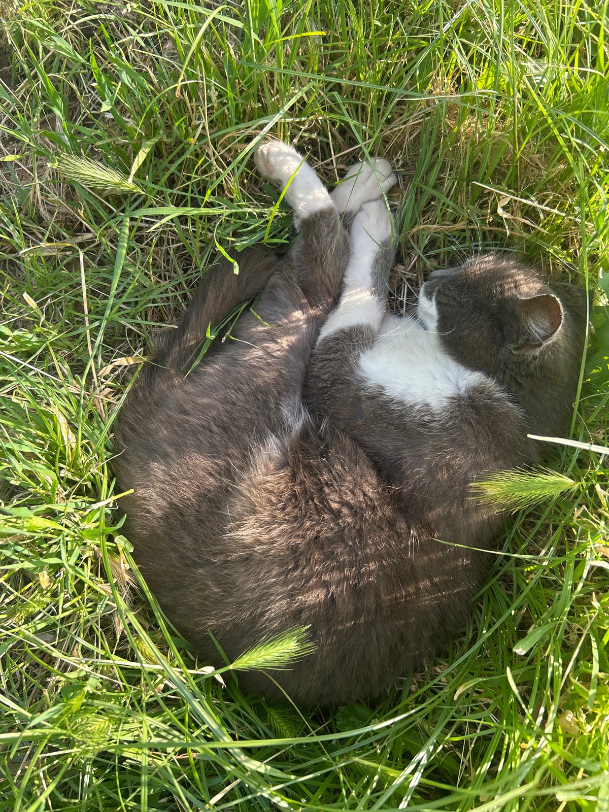 Afternoon stroll documented along Plovdiv rowing canal with sleeping cat
