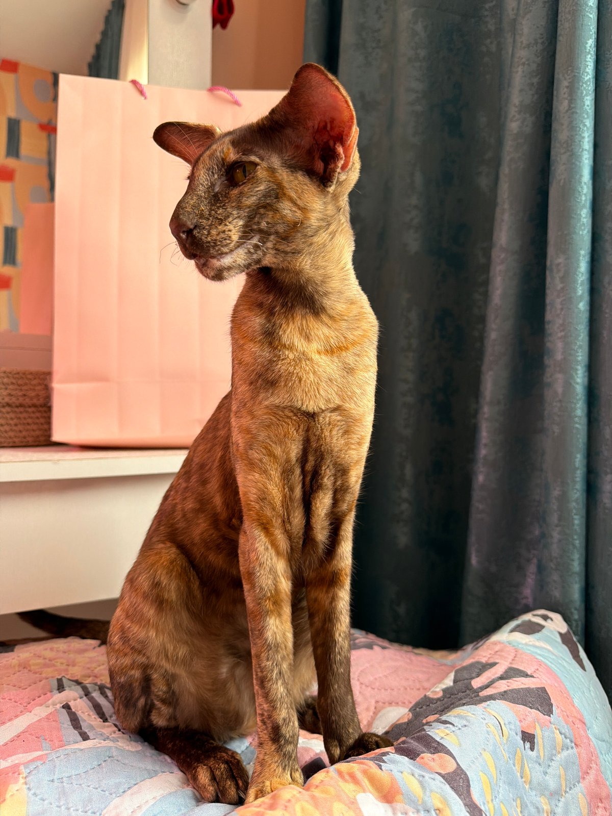 Oriental Shorthair cats at home in Chaikovsky, plus a selfie
