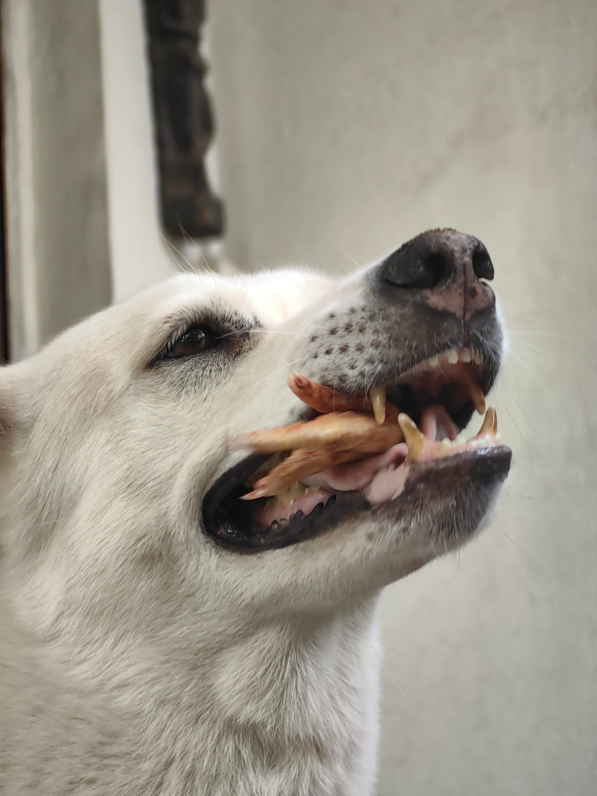Dogs, guitars, and a lazy Pune morning