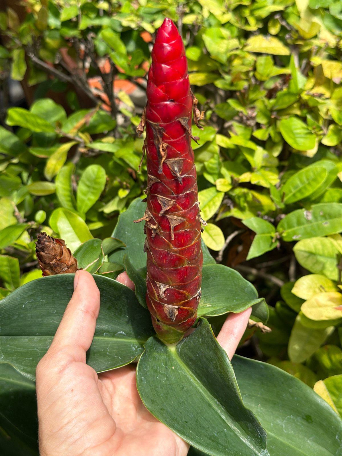 Tropical blooms and daily scenes across Ko Samui