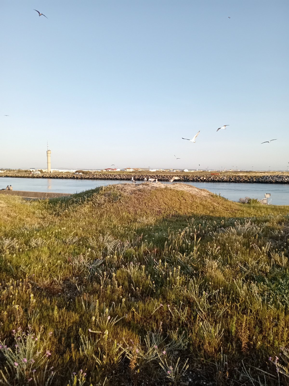 Sunset scenes with calico cat documented at coastal location