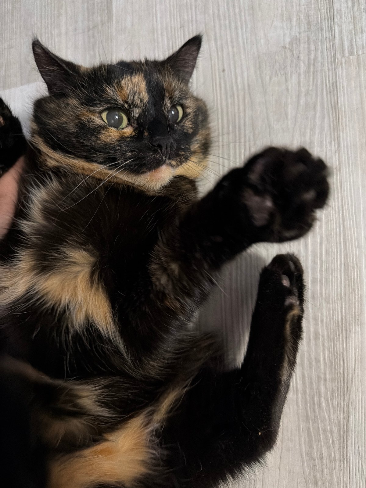 Tortoiseshell cat photographed lying playfully in Chaikovsky, Russia