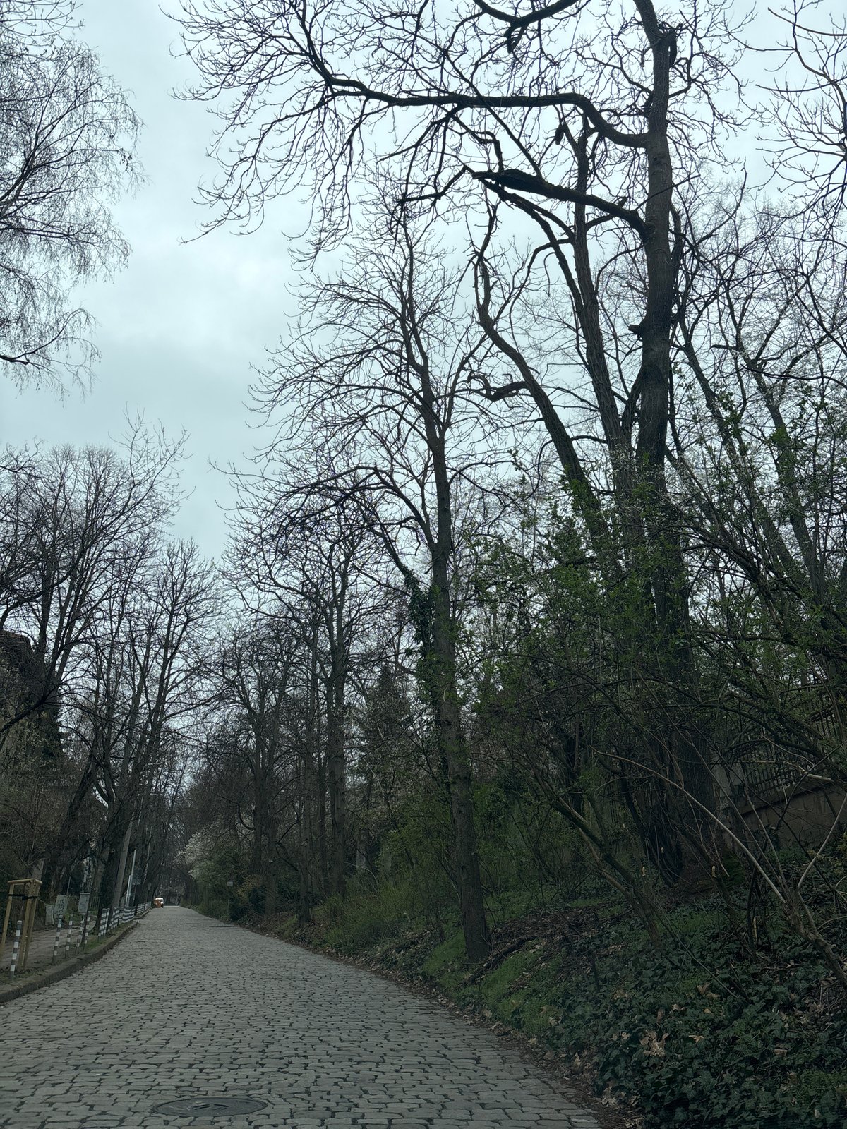 Spring awakening captured on Sofia cobblestone path