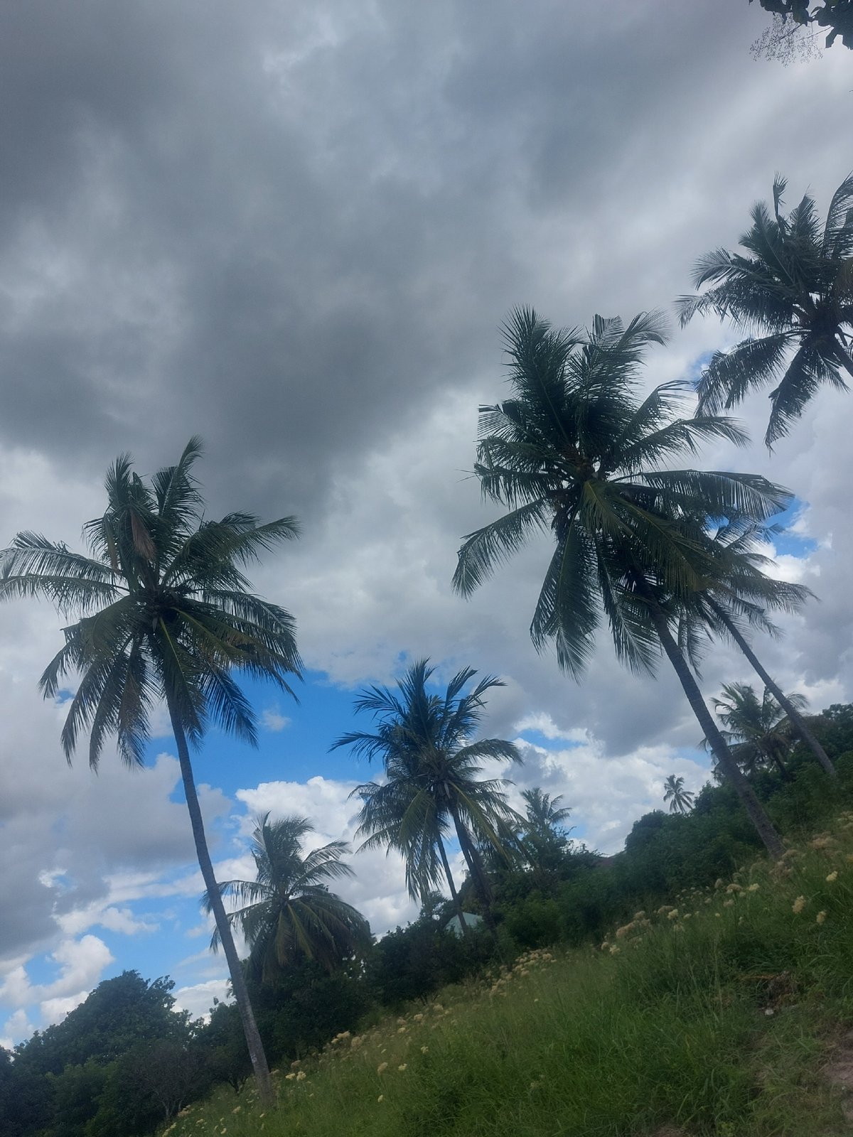 Palm trees photographed under cloudy skies in Dar es Salaam