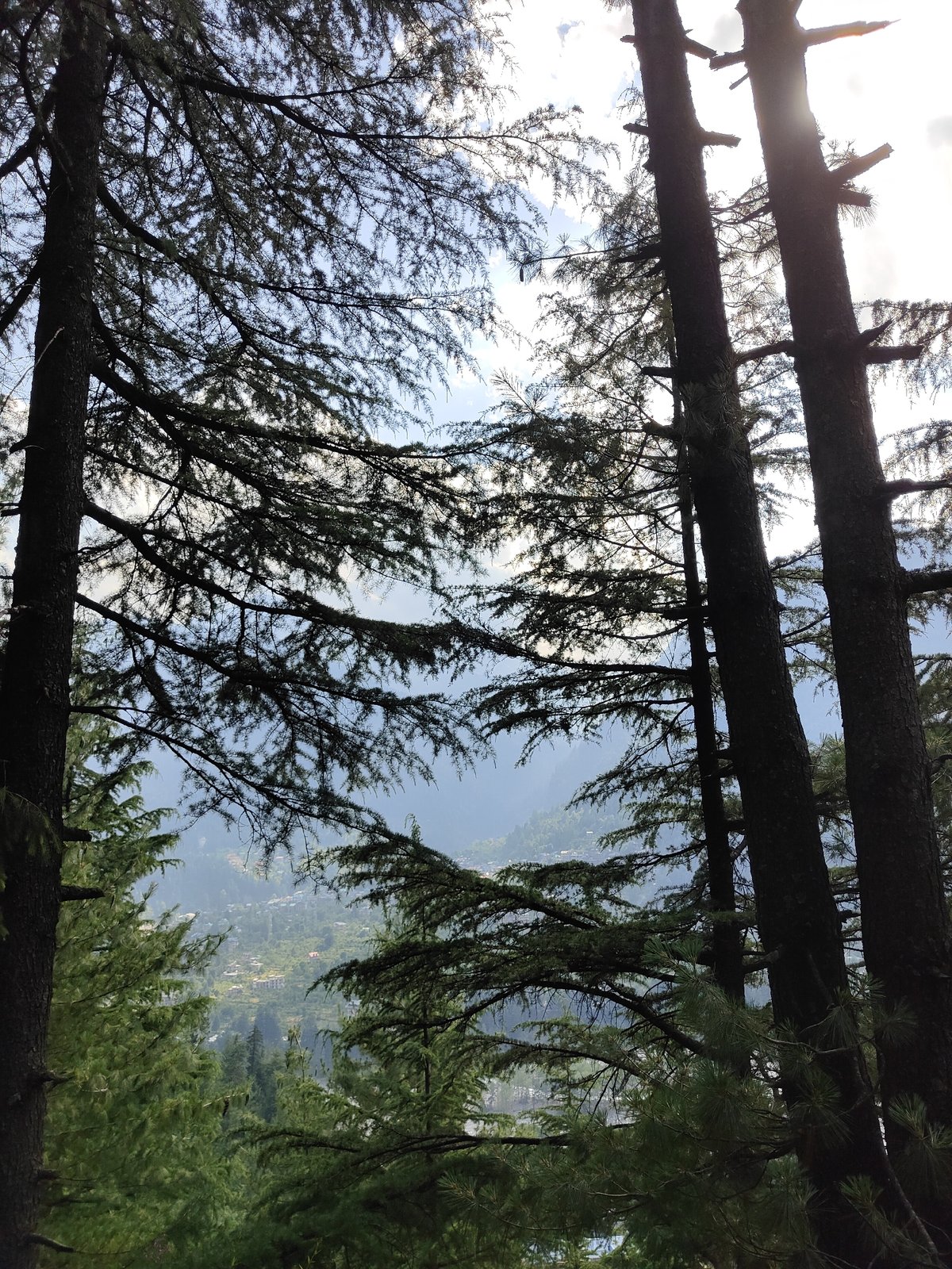 Morning forest walk captured in Old Manali's pine landscapes