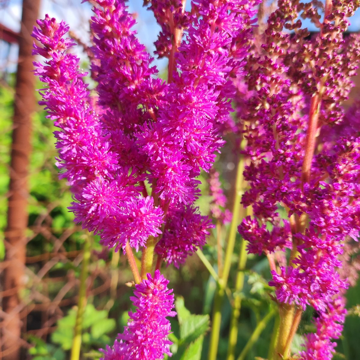 Close-up tour of a Russian garden's summer flowers and strawberries