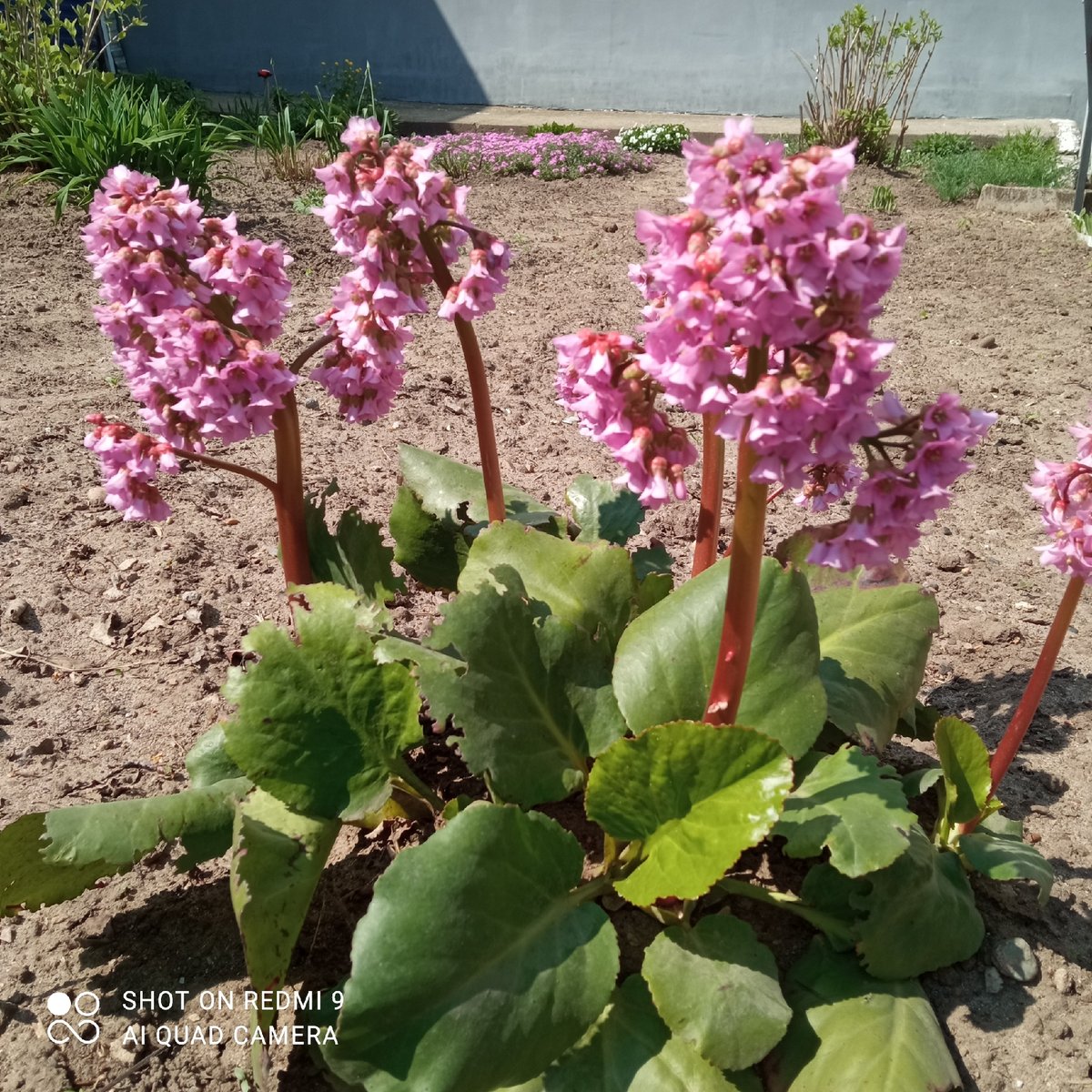 Spring blooms and selfies documented in Chaikovsky gardens