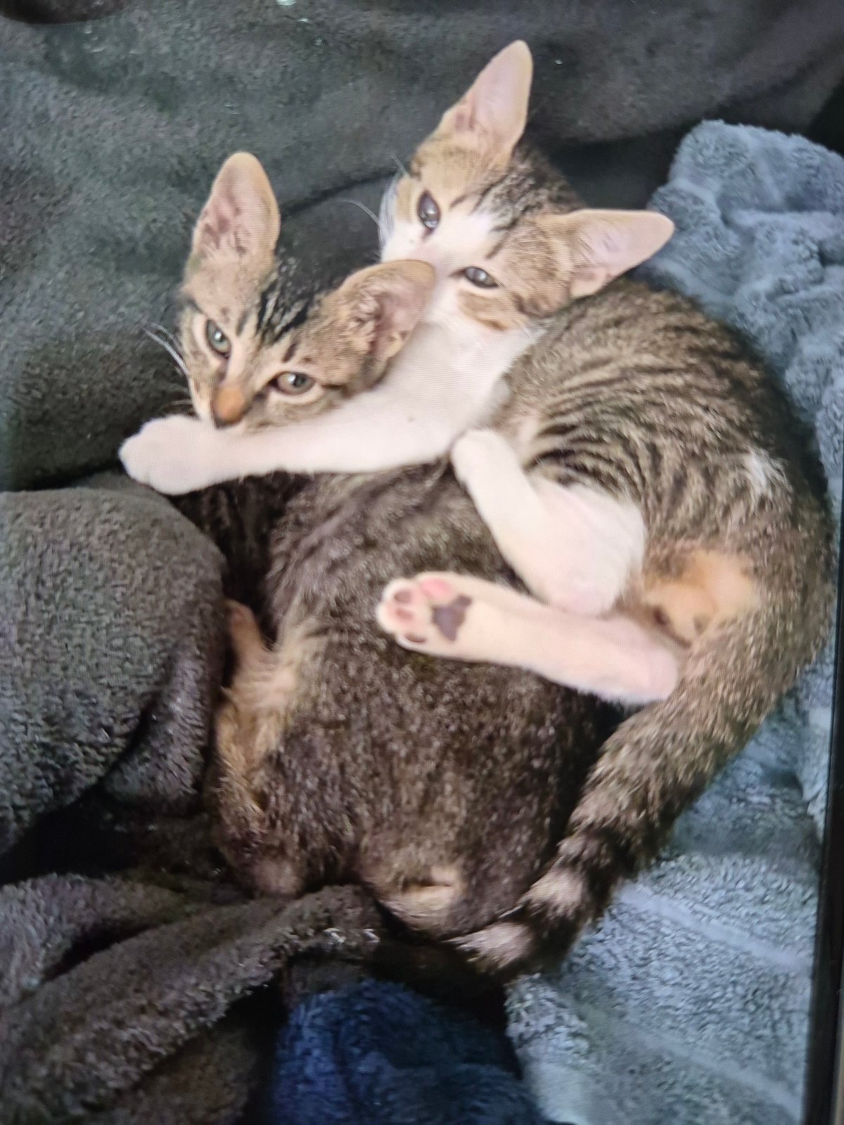 Two tabby kittens cuddle up on a fuzzy gray blanket.