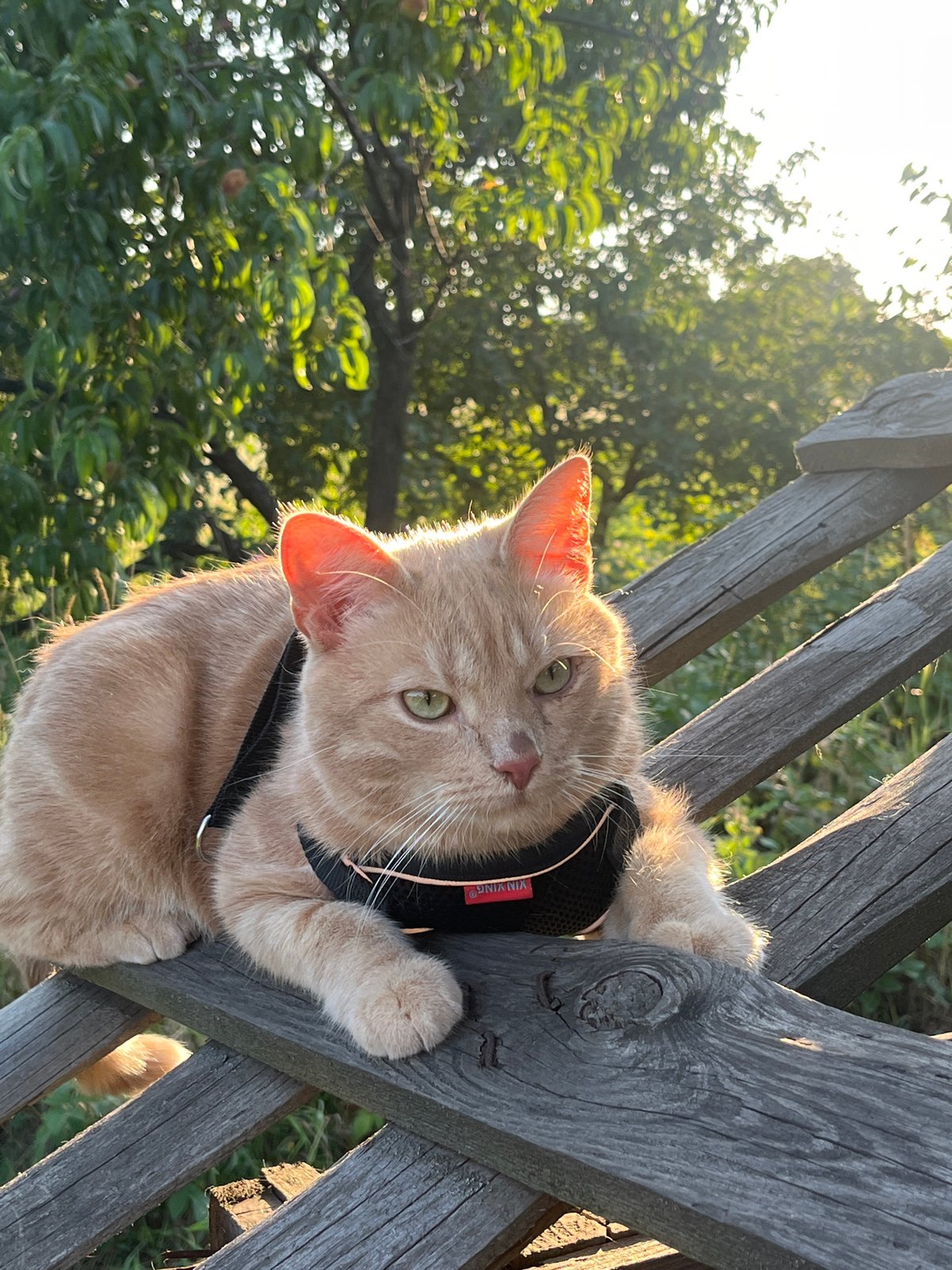 Orange tabby cat rests on a weathered fence in its harness