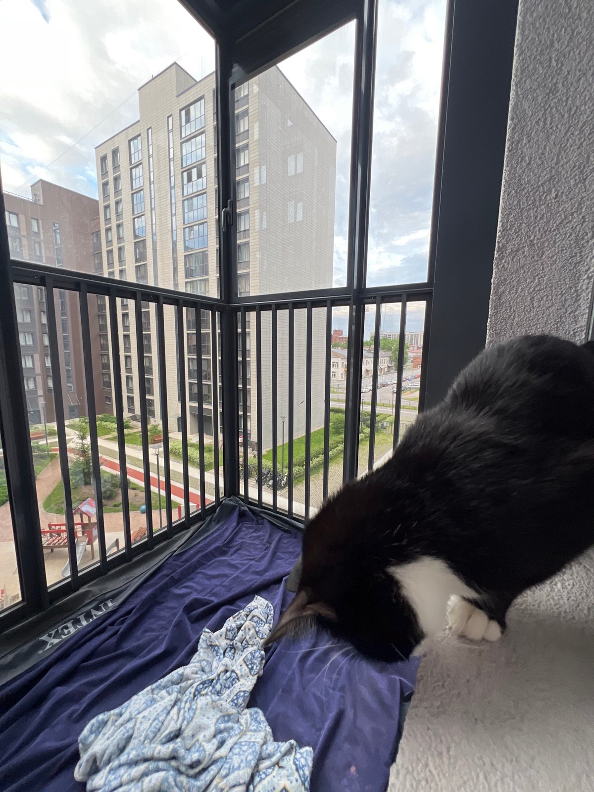 Tuxedo cat and urban views captured from Saint Petersburg apartment