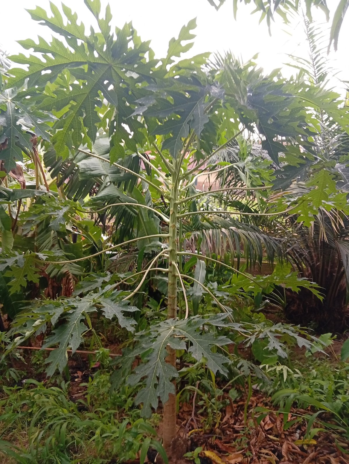 Morning walkthrough of a lush, rain-soaked garden in Jalingo