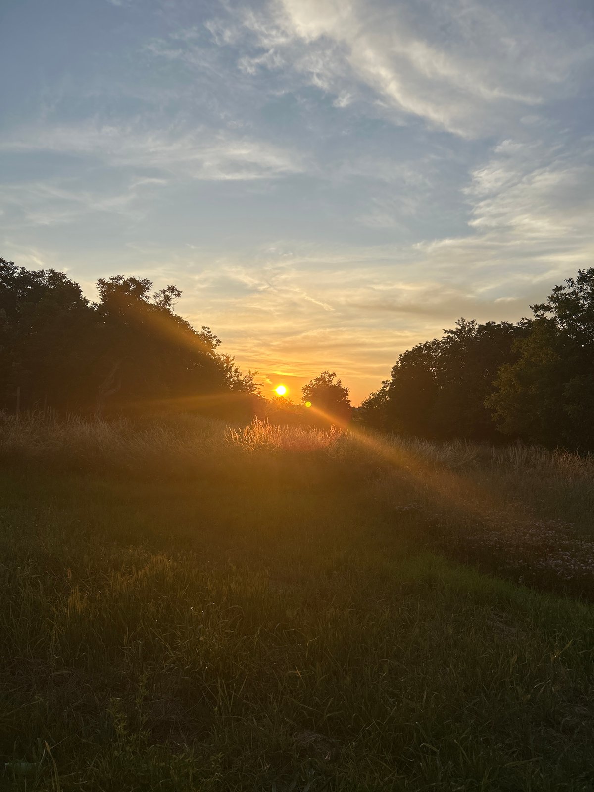 Witness documents sunset moments with dog in grassy field
