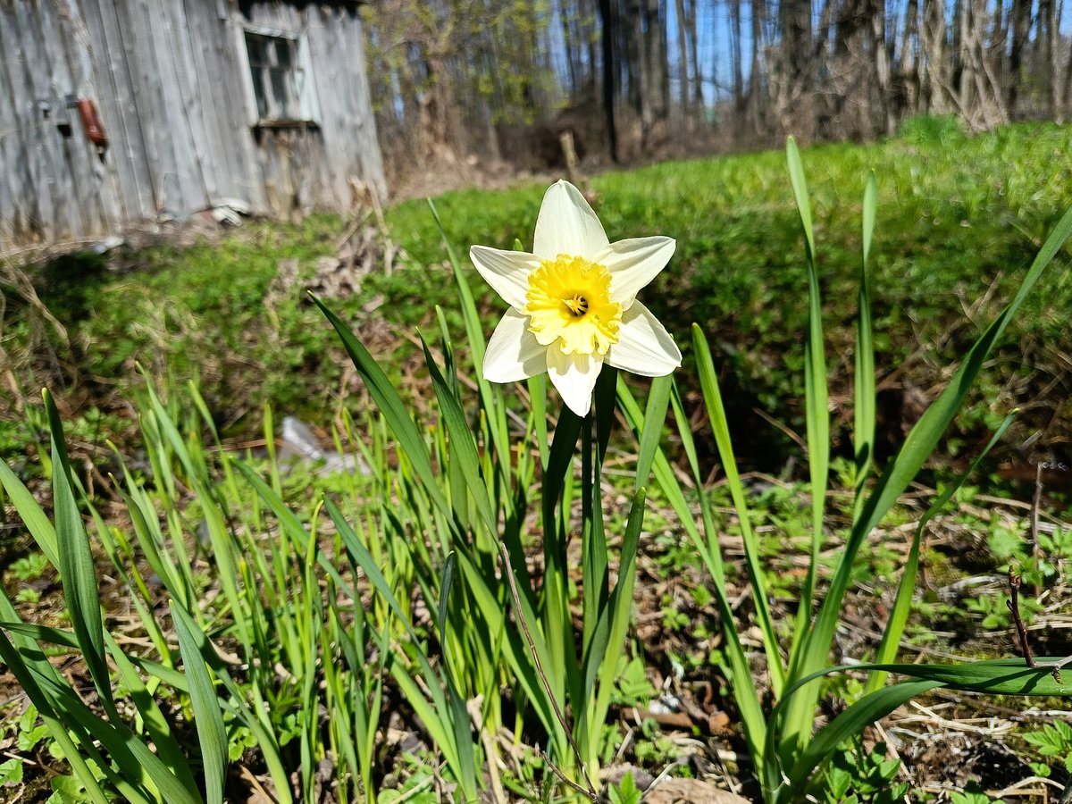 Spring blooms captured in Chaikovsky gardens