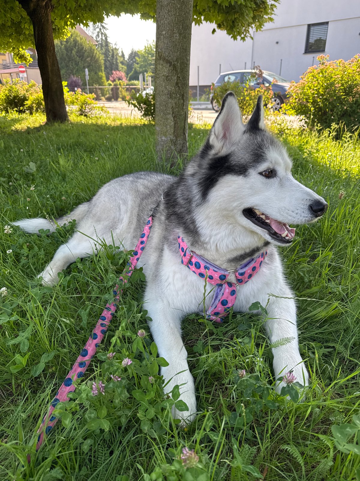 Husky relaxes on grass, rolling around in a pink harness