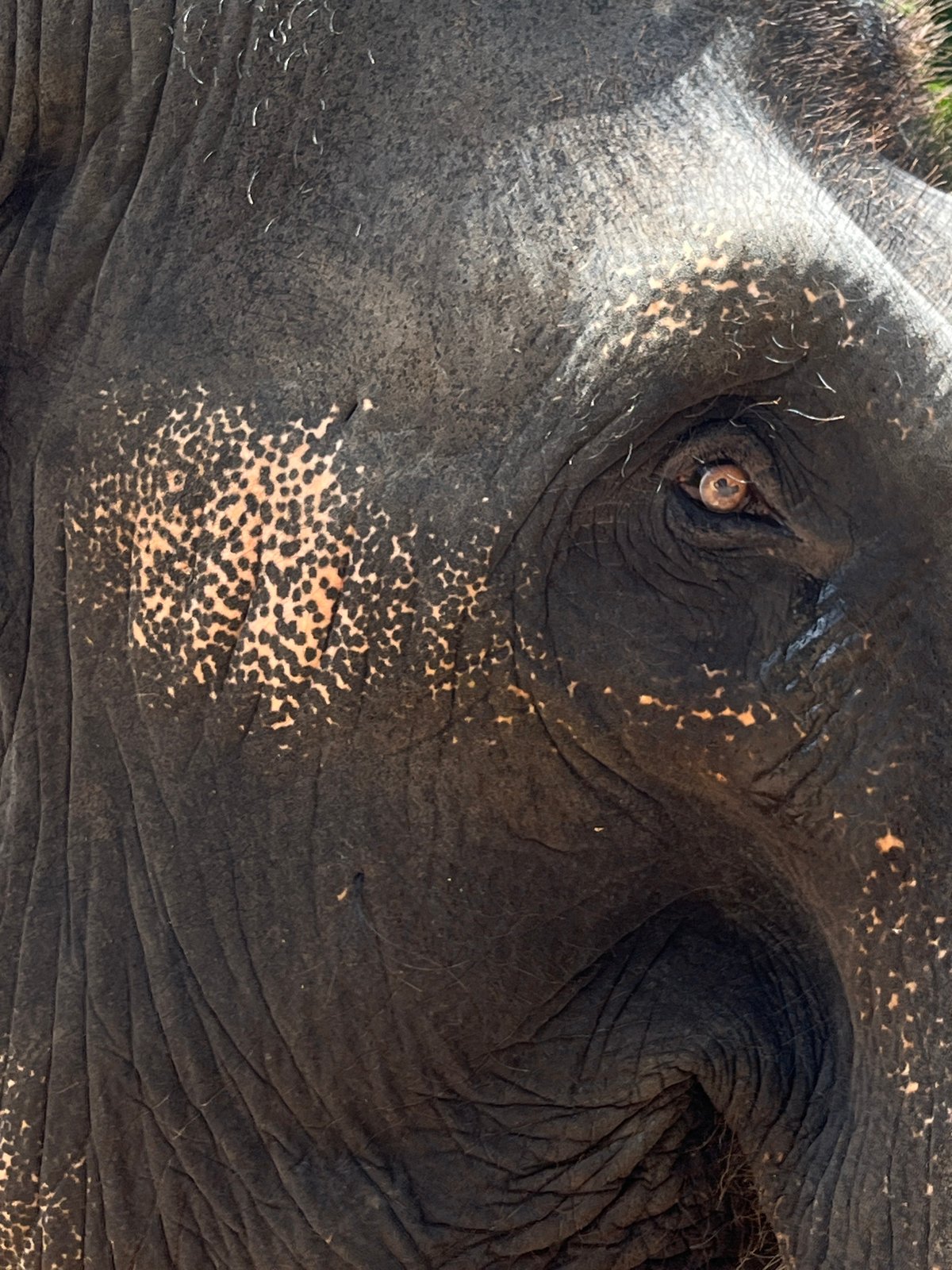 Elephant close-up photographed in Hiriwadunna, Sri Lanka
