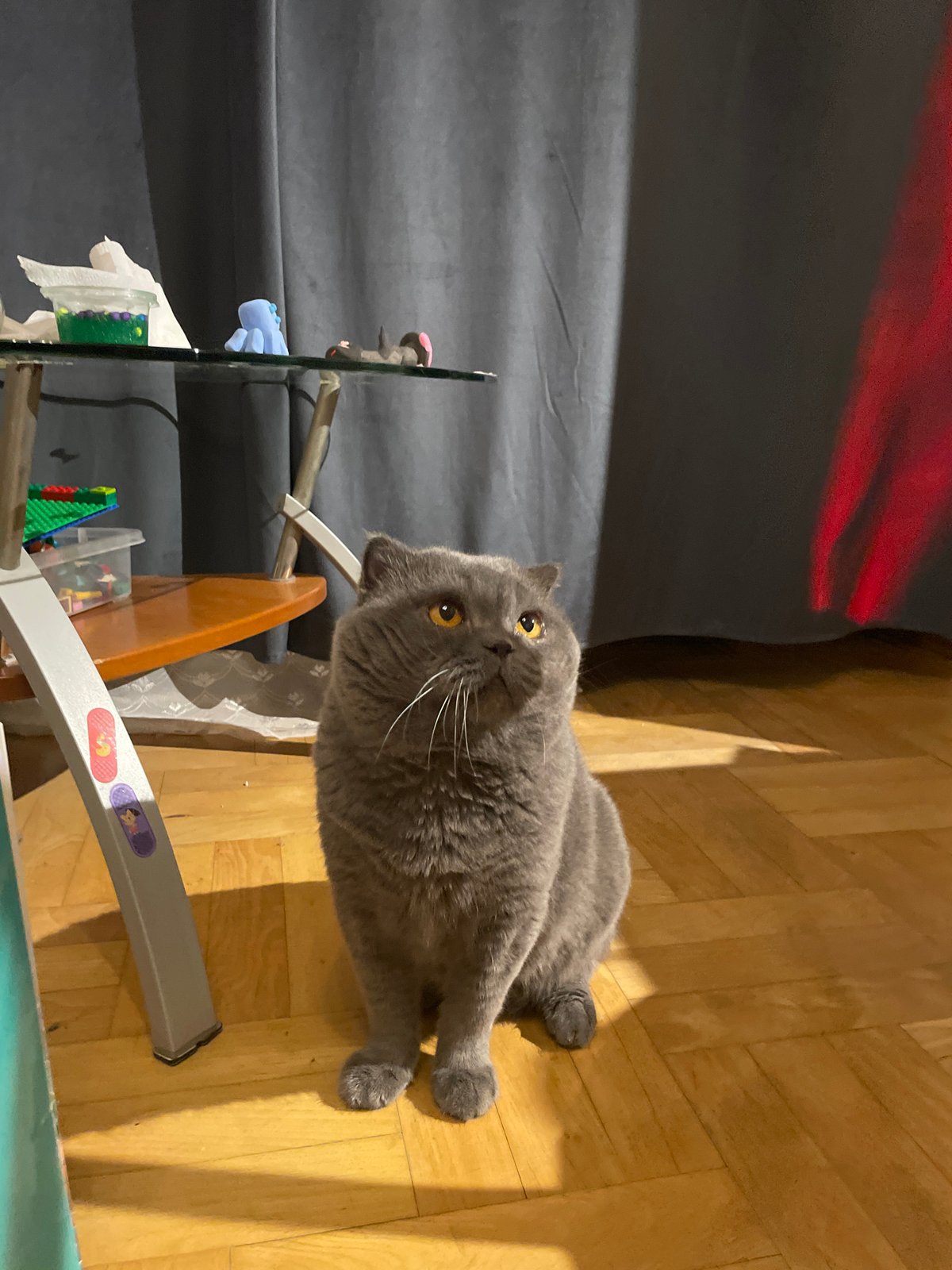 Scottish Fold cat plays with rubber ducks indoors