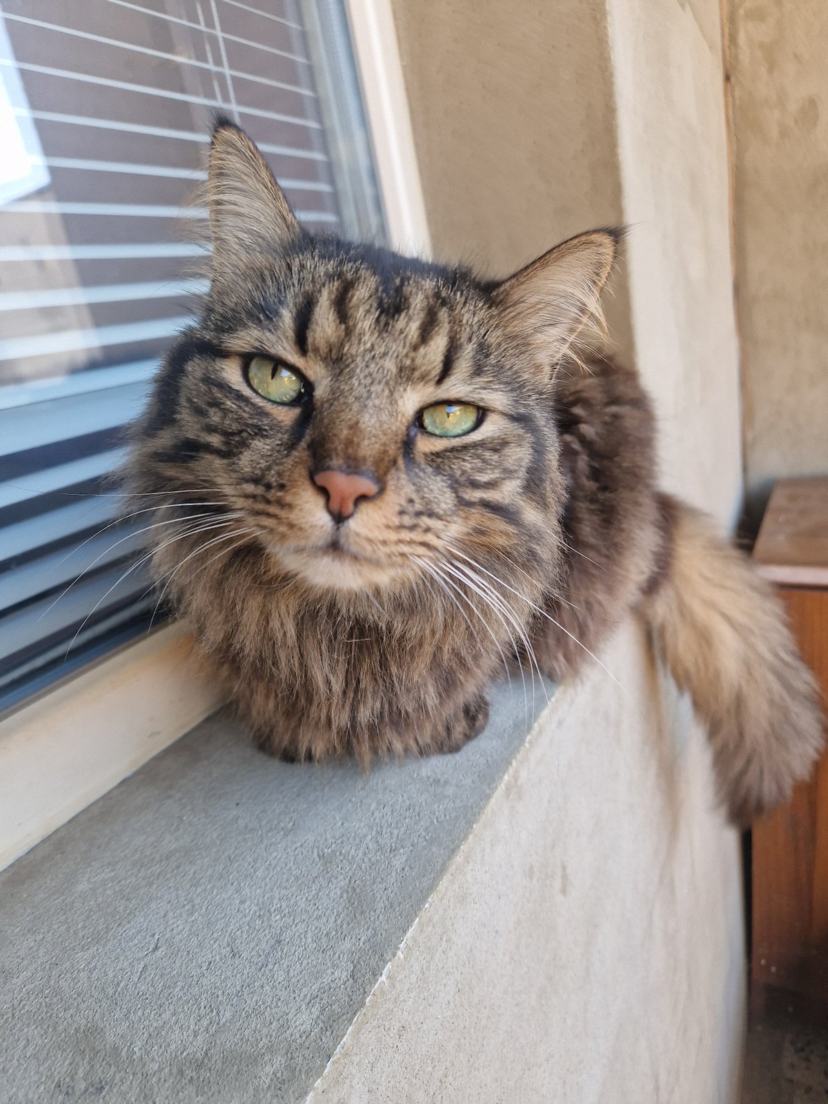 Morning cat, outdoor painting, clear skies documented by witness
