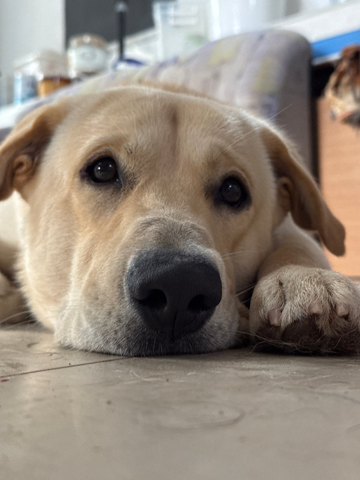 Dogs, a chicken, and garden greens on a quiet morning
