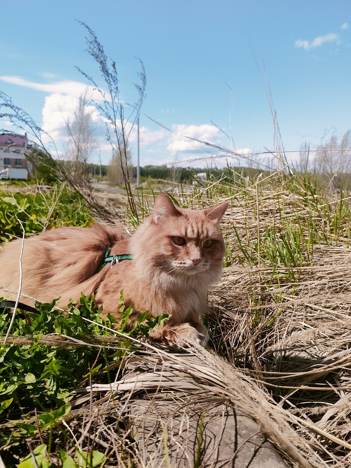 Harnessed ginger cat spotted indoors and outdoors in Ufa
