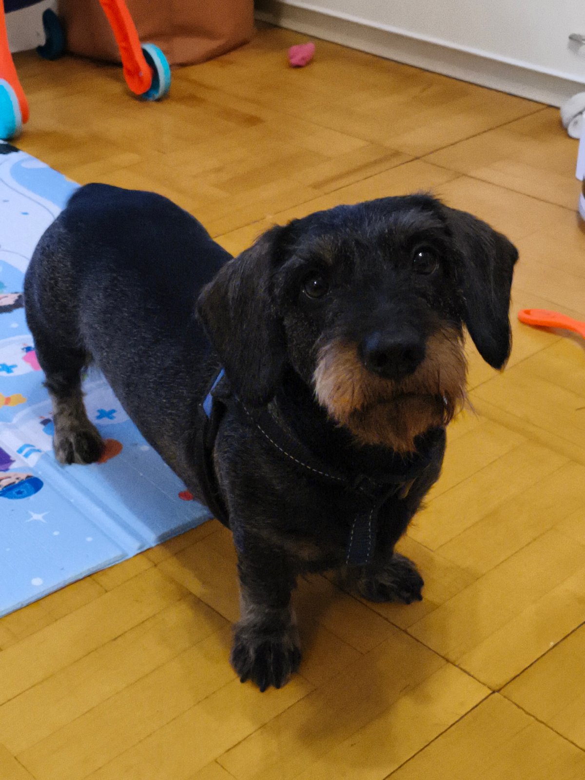 Baby and dachshund puppy share a playmat at home