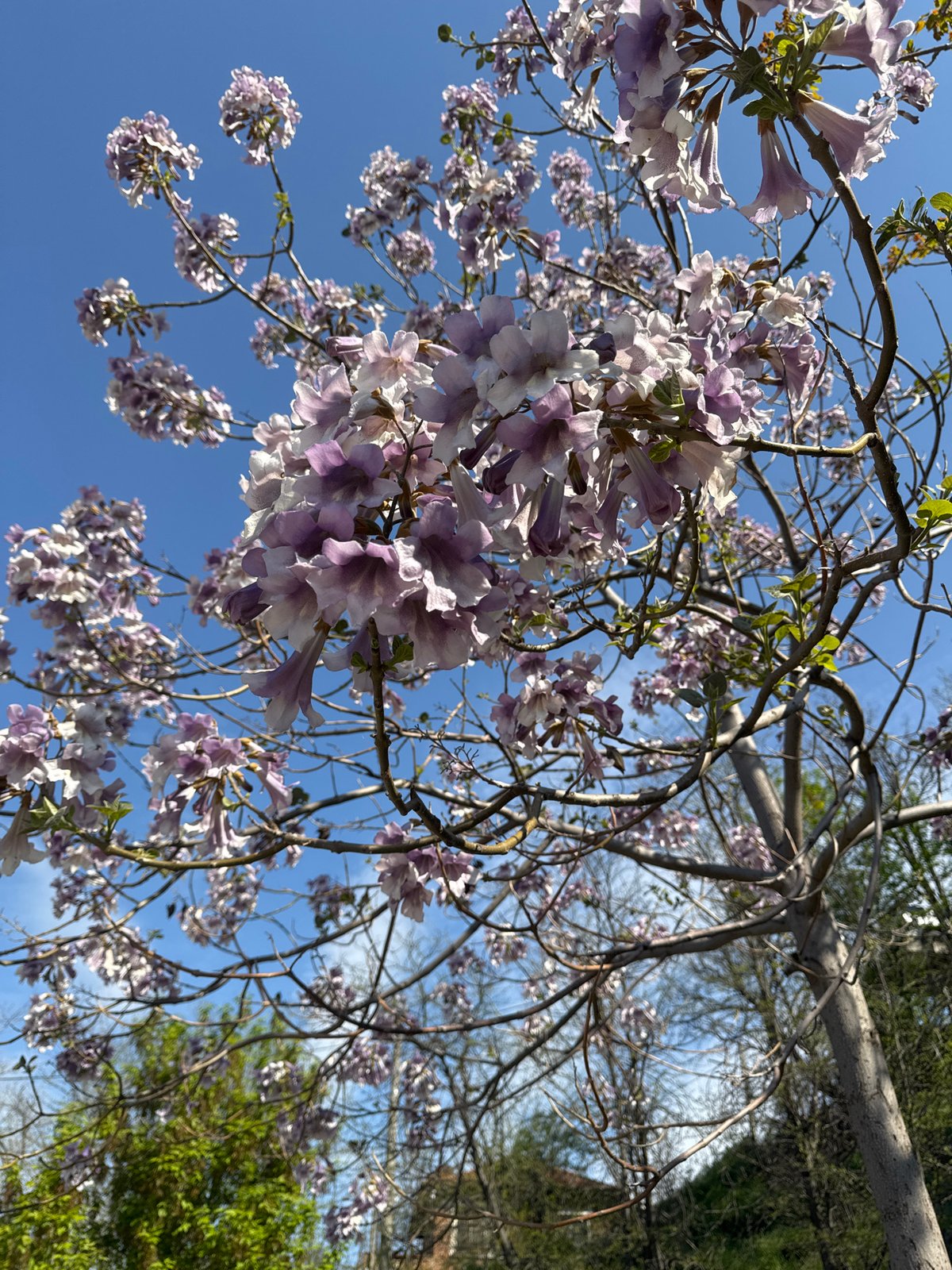 Spring blooms and skylight views documented in Plovdiv