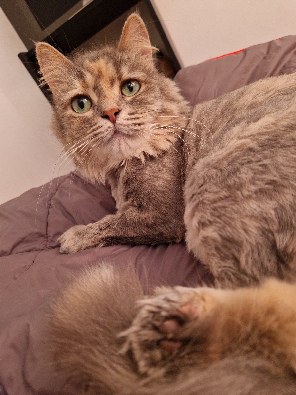 Multiple cats lounging on bedding in a Lovech home