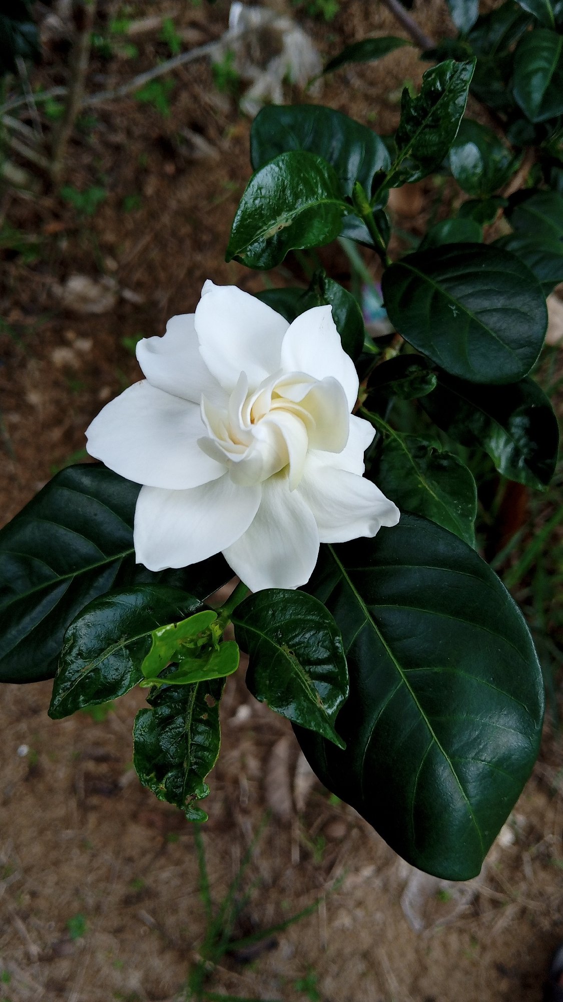 Morning garden documentation captures tropical flora in Indonesian village