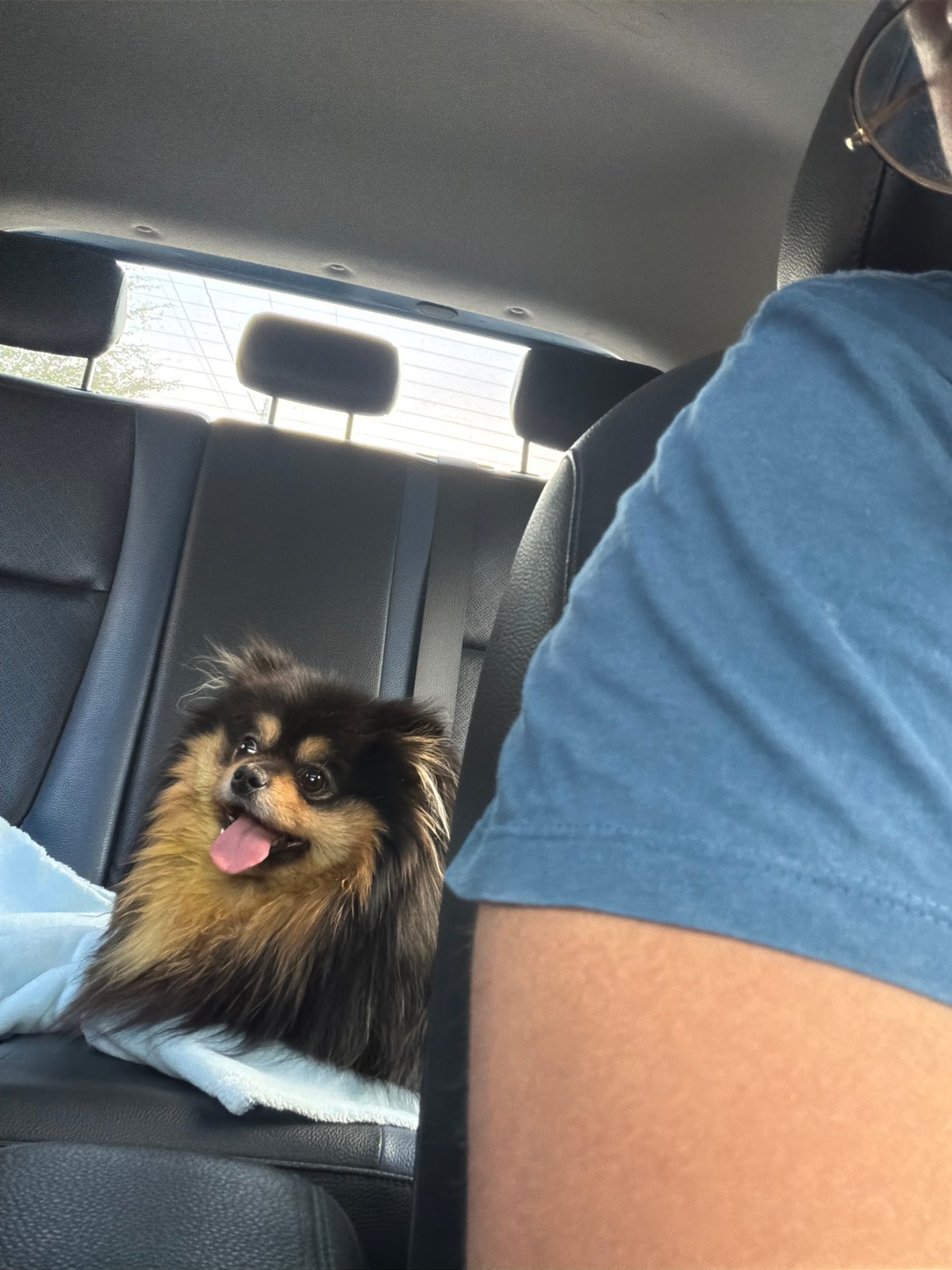 Pomeranian dogs spotted at Cuautla residence and vehicle