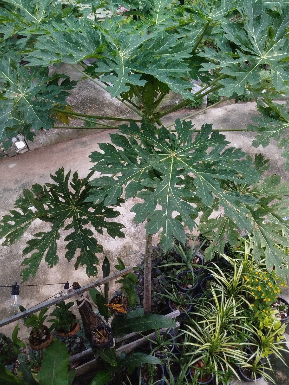 Papaya tree and tropical garden details in Karon, Thailand