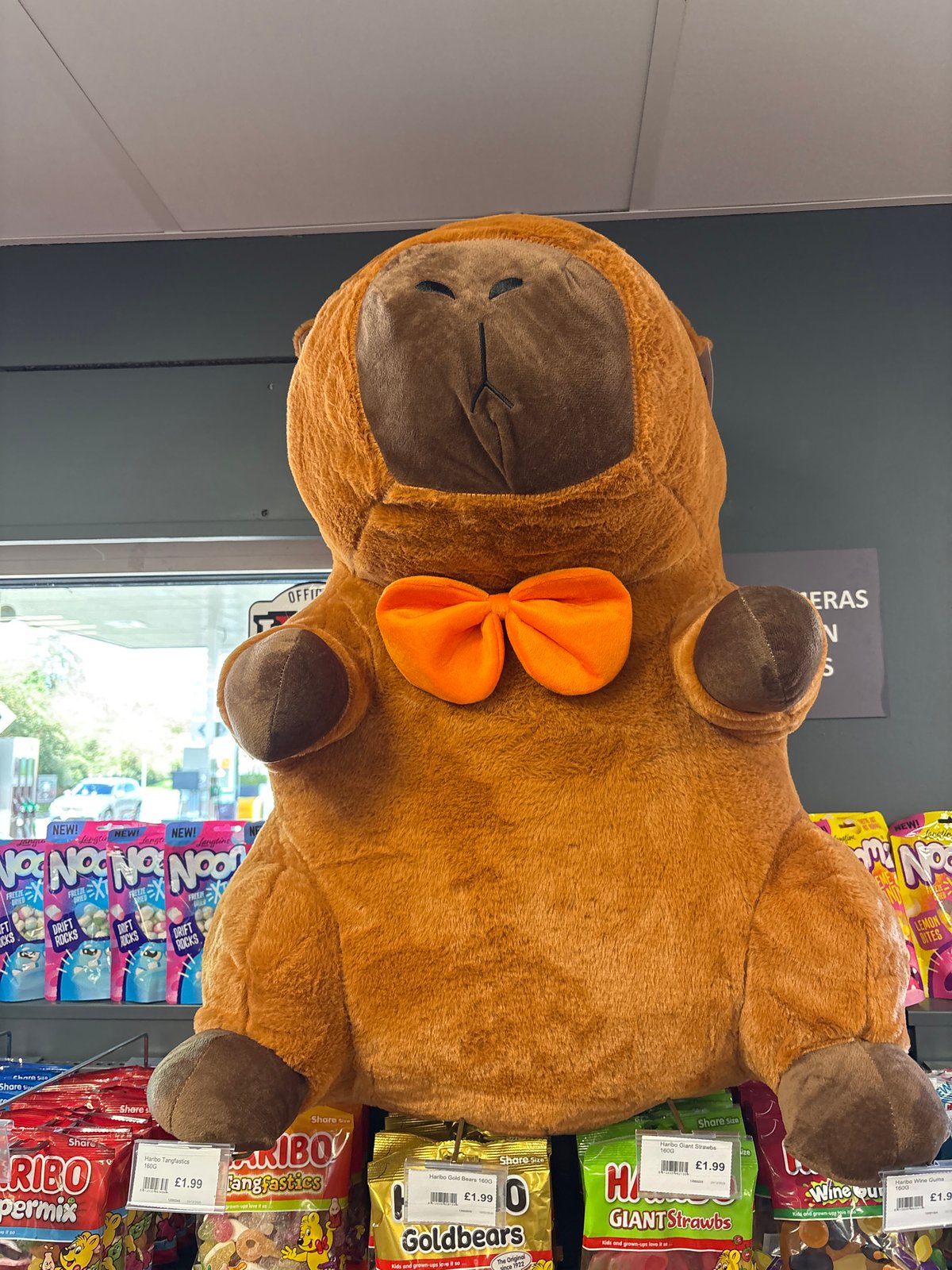 Plush toy displayed among sweets at Oswestry shop
