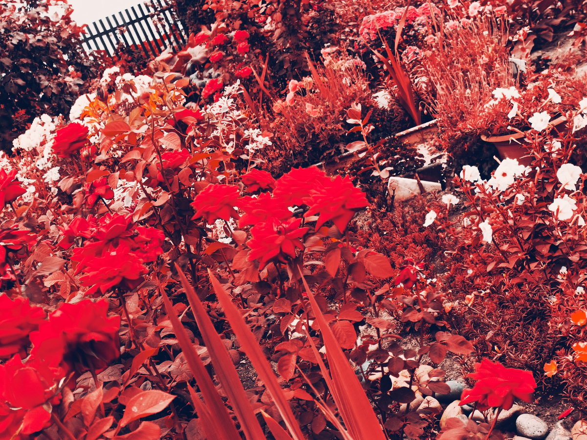Red rose garden and autumn surroundings on a quiet morning