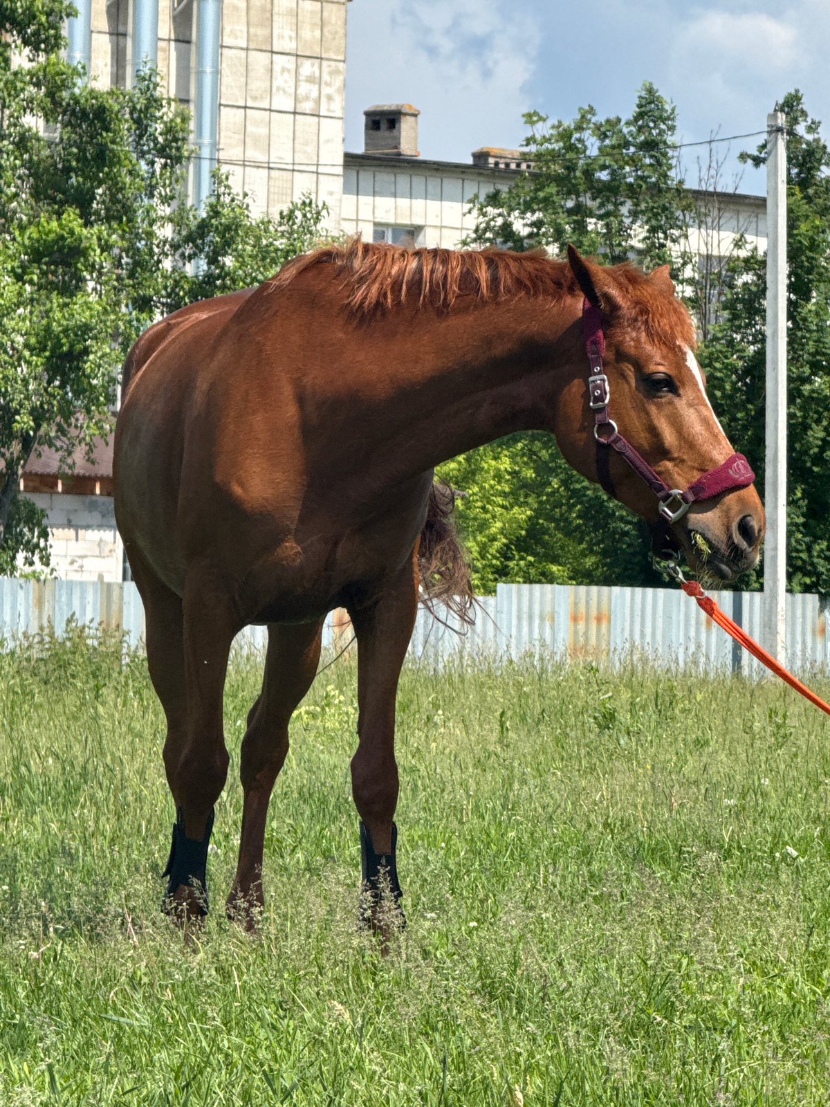 Horse handled in rural field near Ferma, Russia
