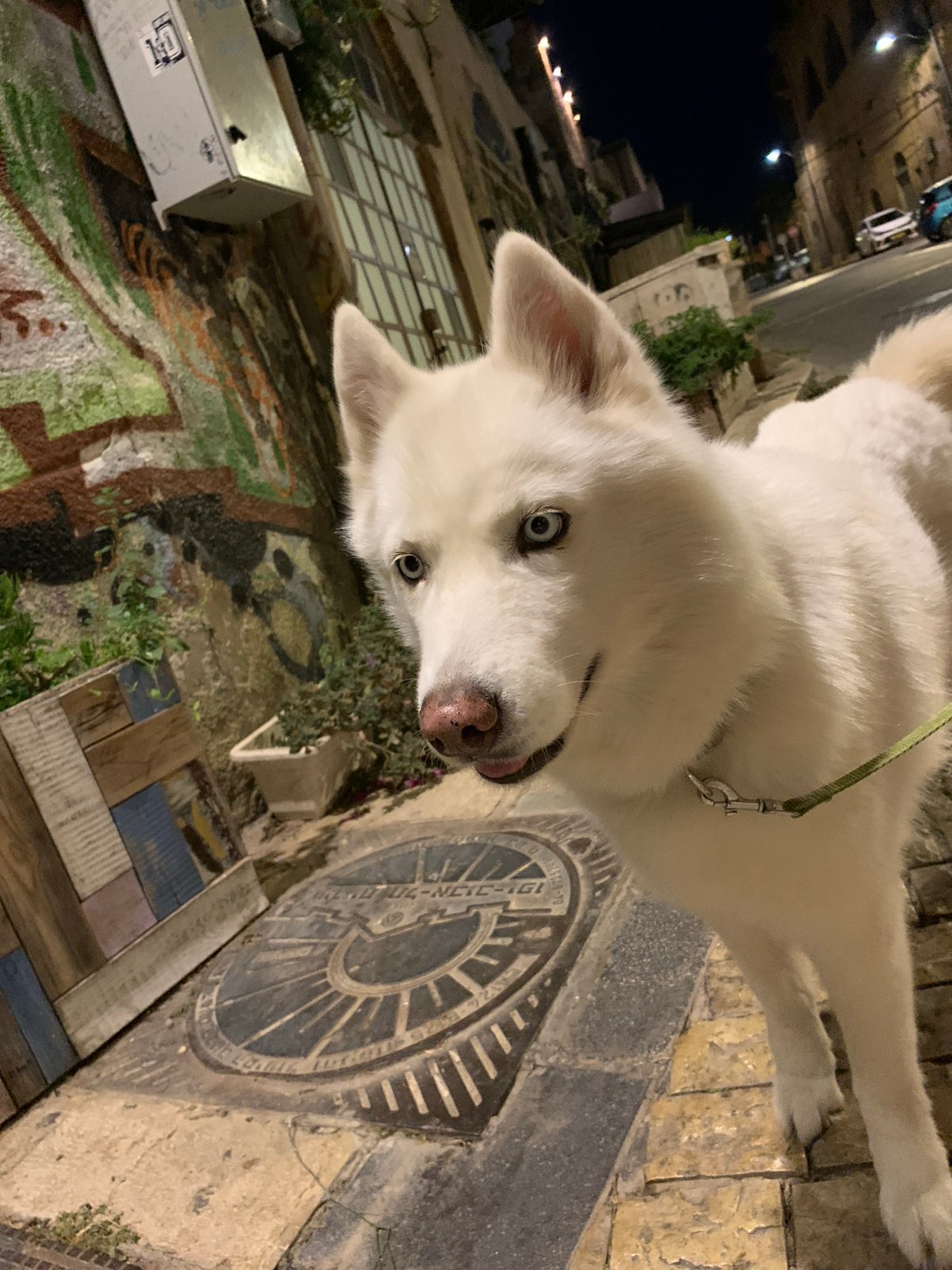 Nighttime street scenes with dog, walkways documented in Tel Aviv