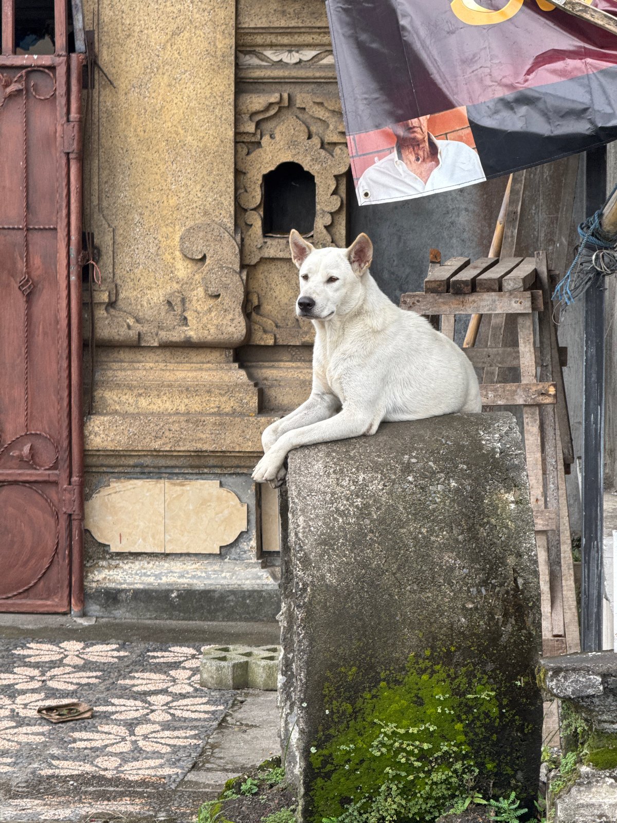 White dog spotted on stone pillar in Kediri street scene