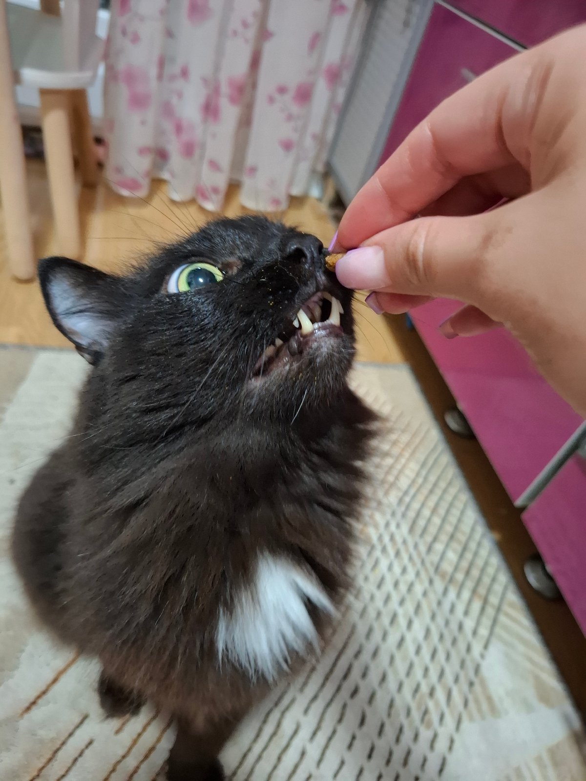 Evening cat care and sunset documented in Chaikovsky