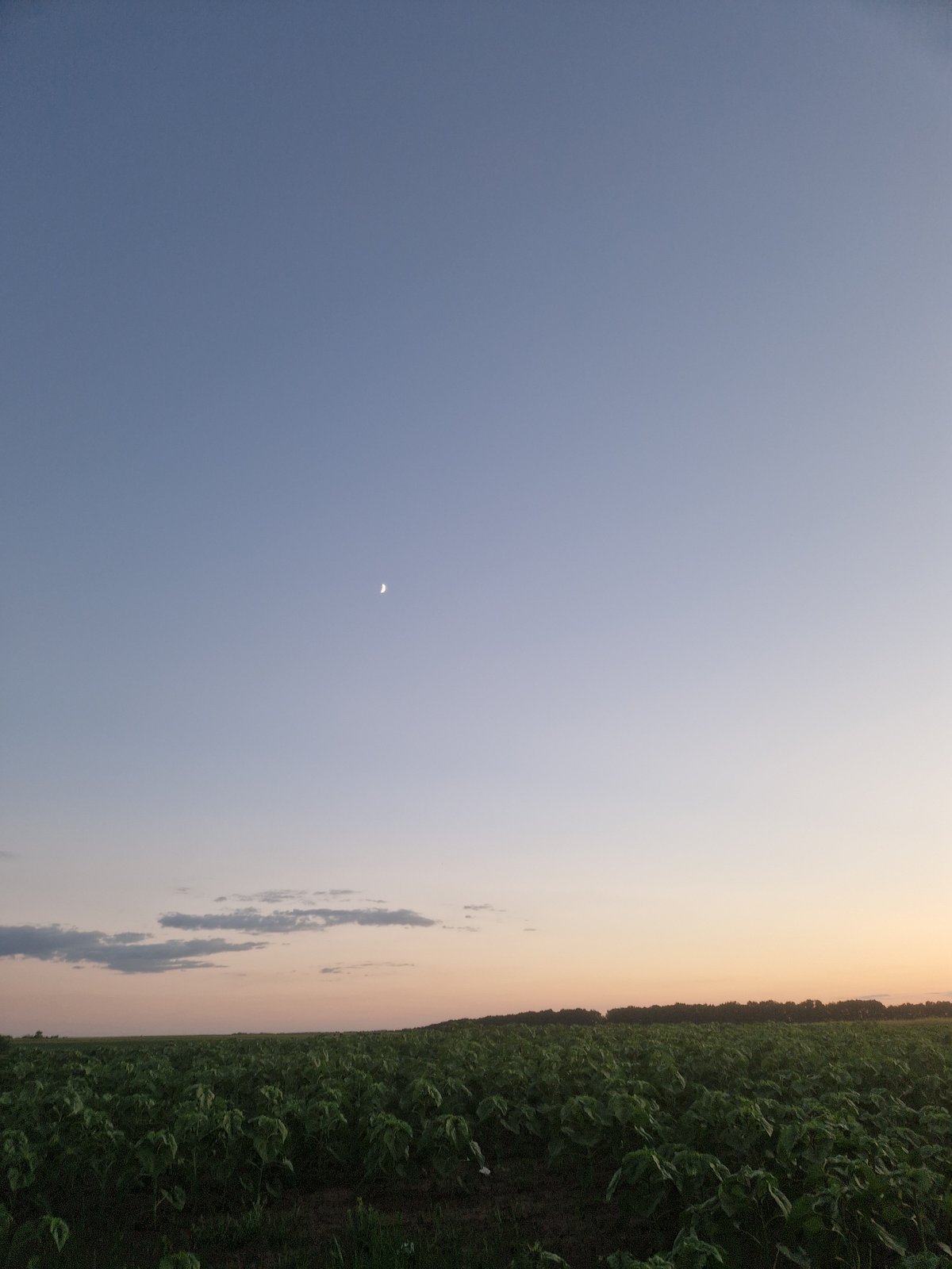 Hilltop evening hang in rural Ukraine, sunflowers and dusk views