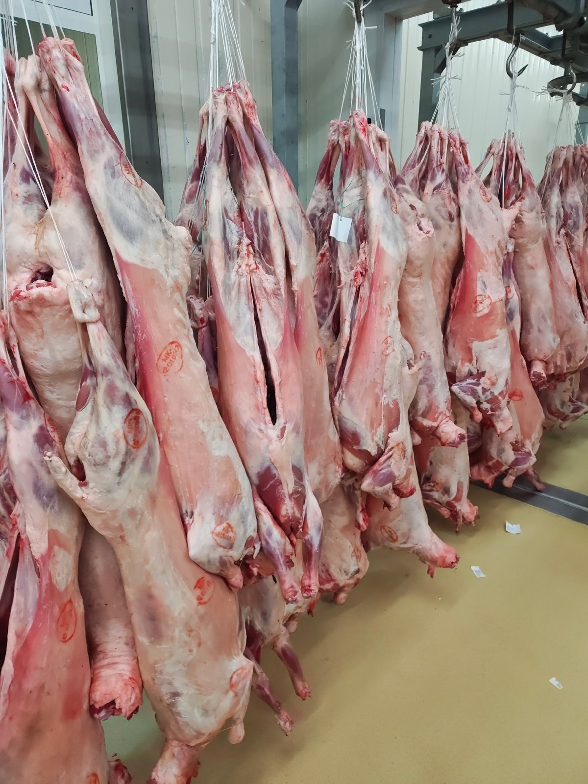 Animal carcasses processed at Sofia meat facility