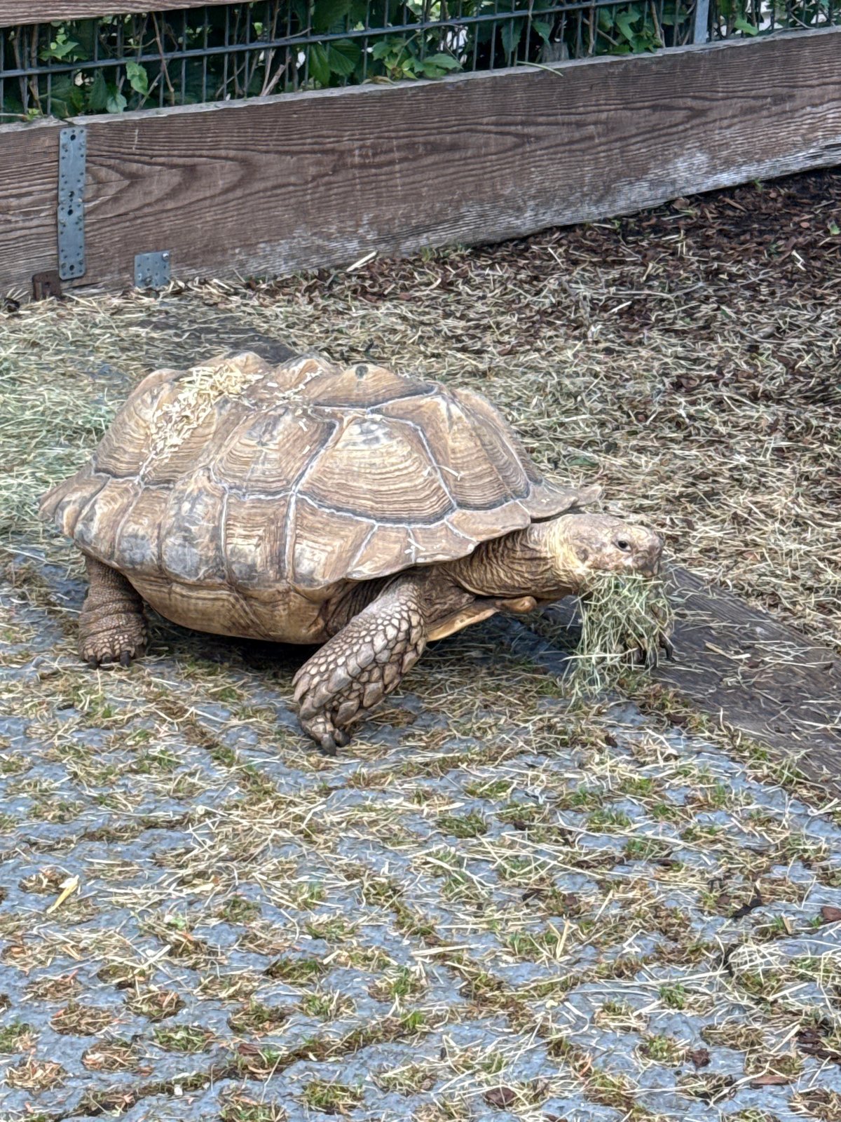 Zoo Animals Observed During Afternoon Visit in Weinstadt Germany