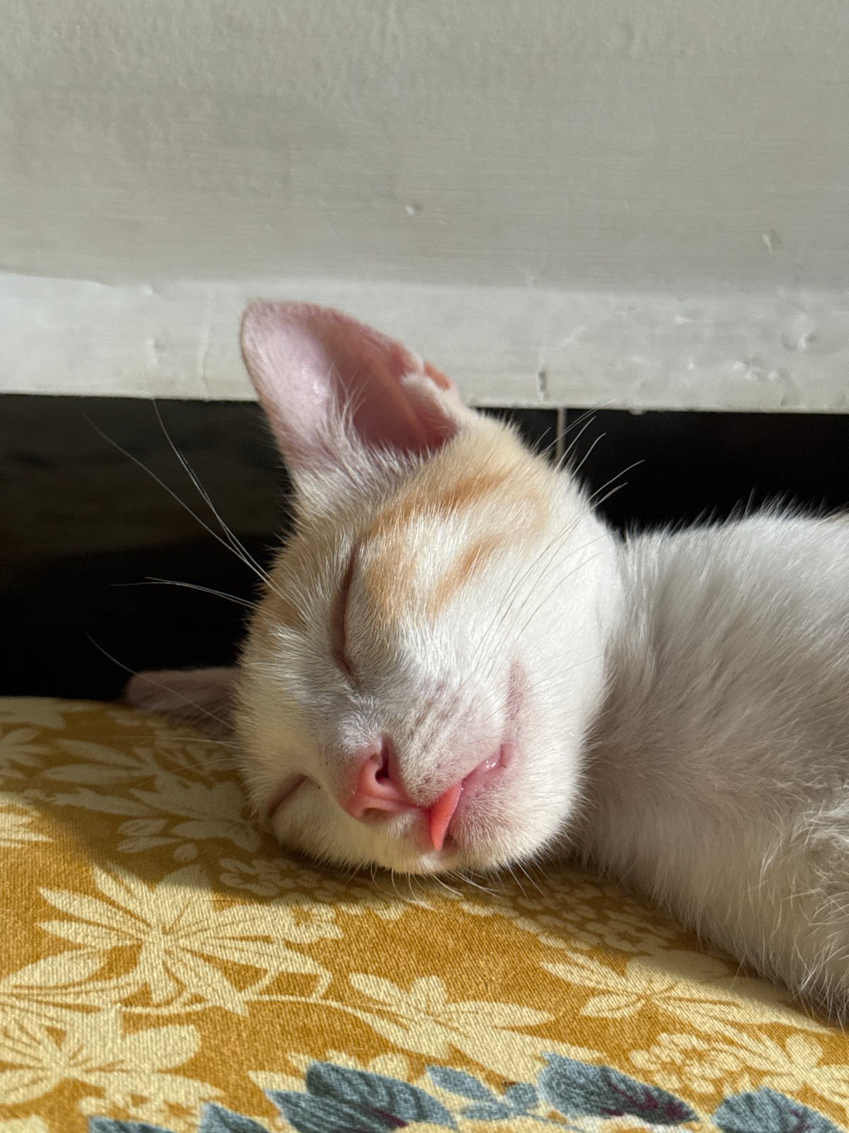 Sleepy kitten and a cold can in Mũi Né
