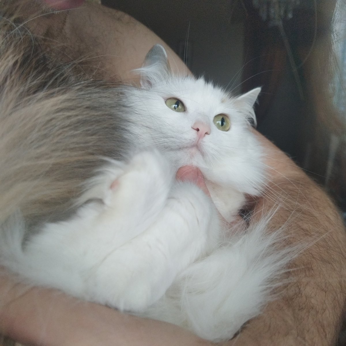 Woman and white cat captured in Yekaterinburg moments