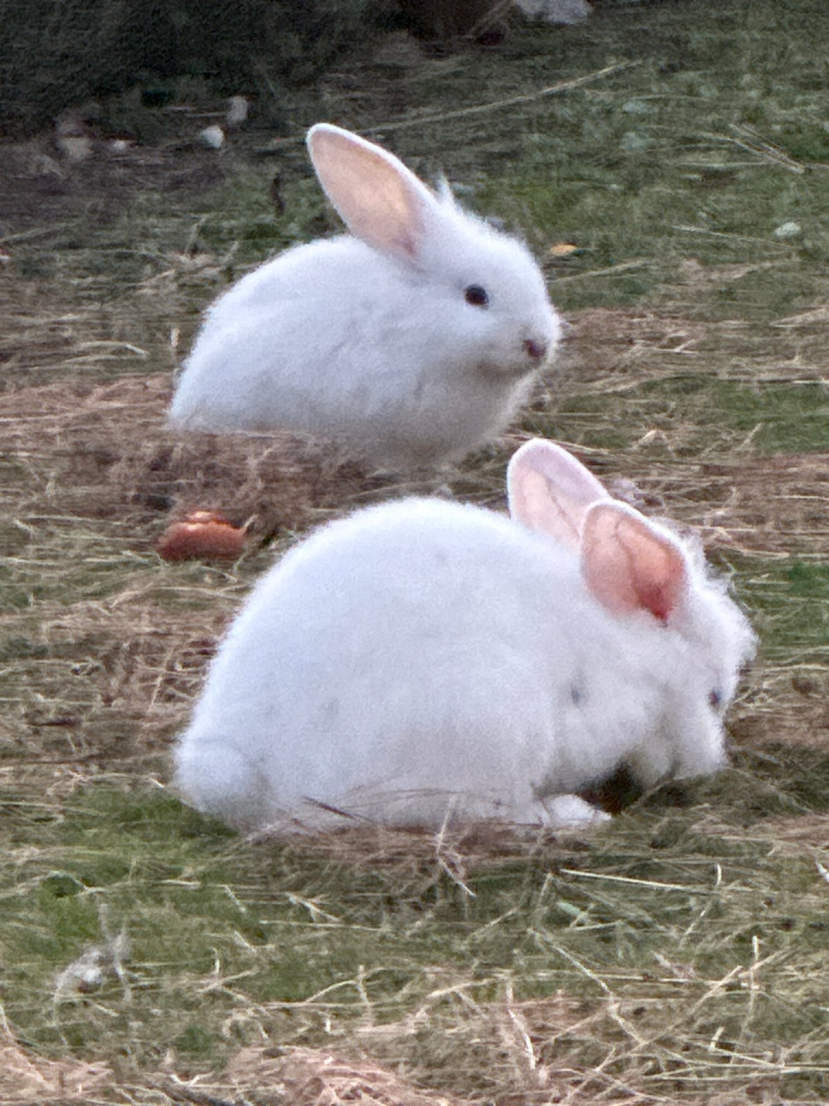 Rabbits roaming a grassy enclosure in Bad Endorf at dusk