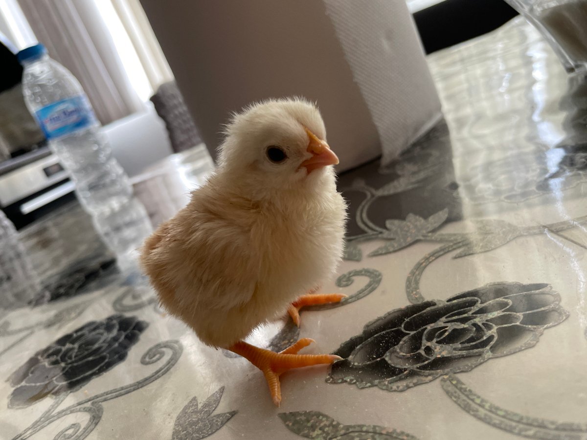 Young chicks documented in domestic setting in Zlatograd, Bulgaria