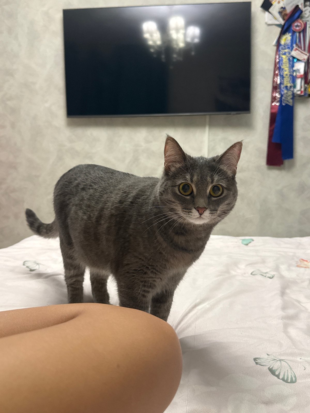 Afternoon at home with Scottish Fold cat in Chaikovsky