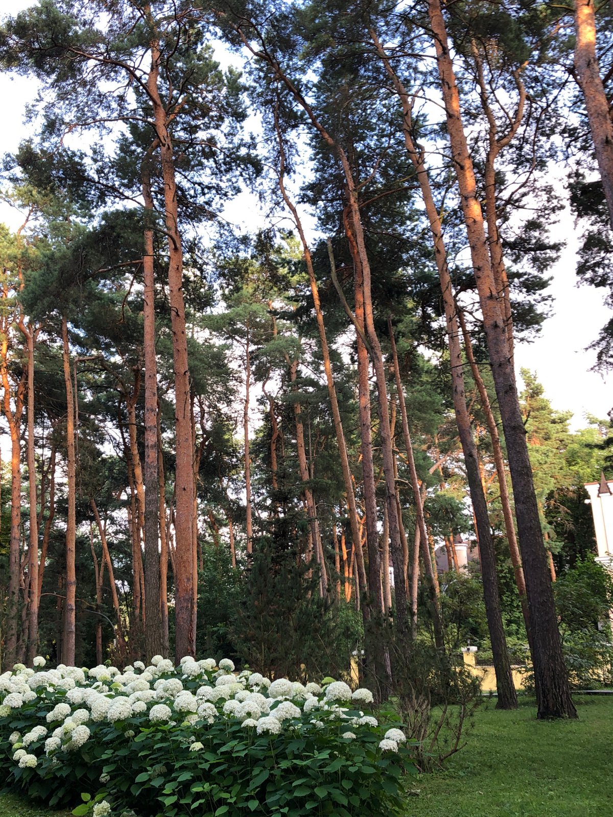 Pine-lined park grounds near a white building, Moscow