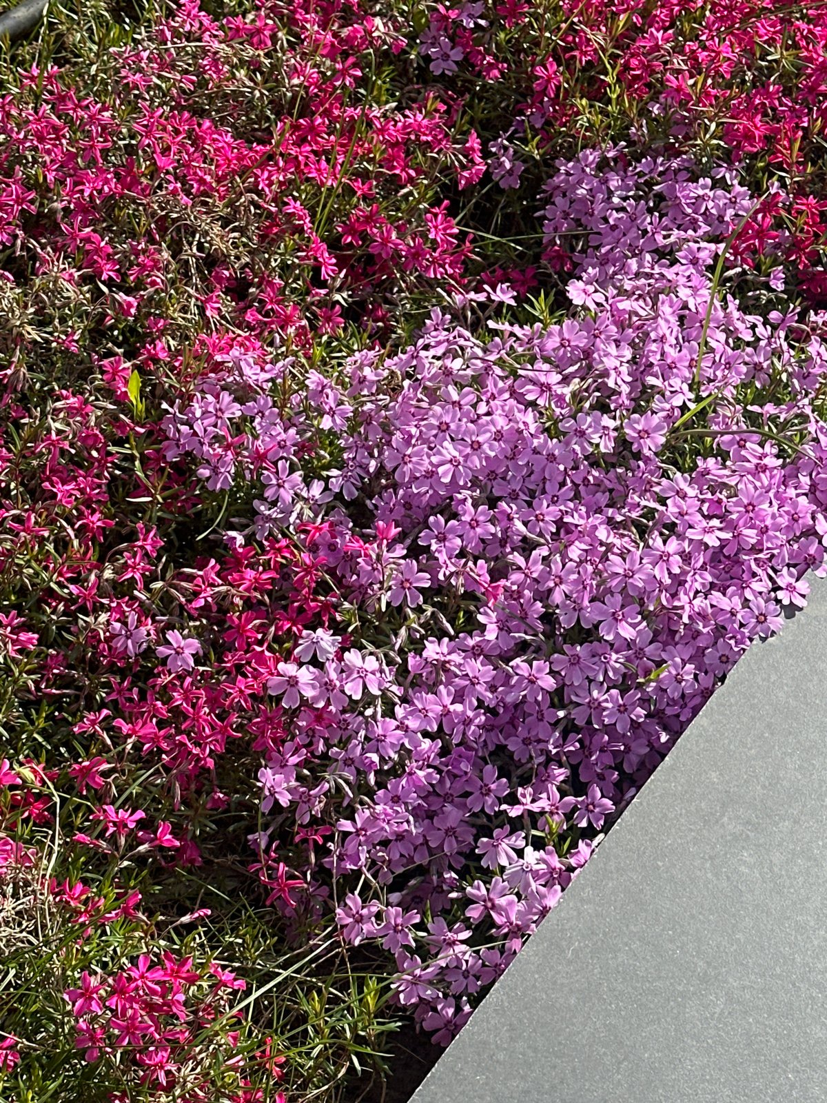 Spring afternoon scenes documented across Sofia with mountain backdrop