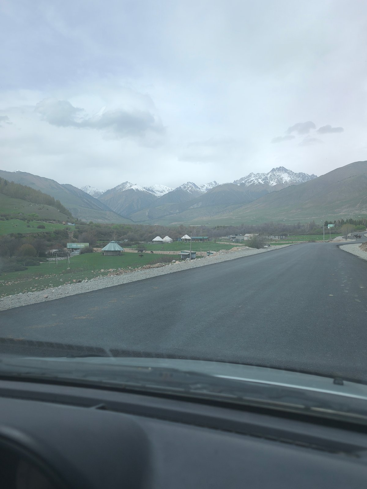 Cattle herd driven through mountainous Kyrgyzstan village by horseback rider