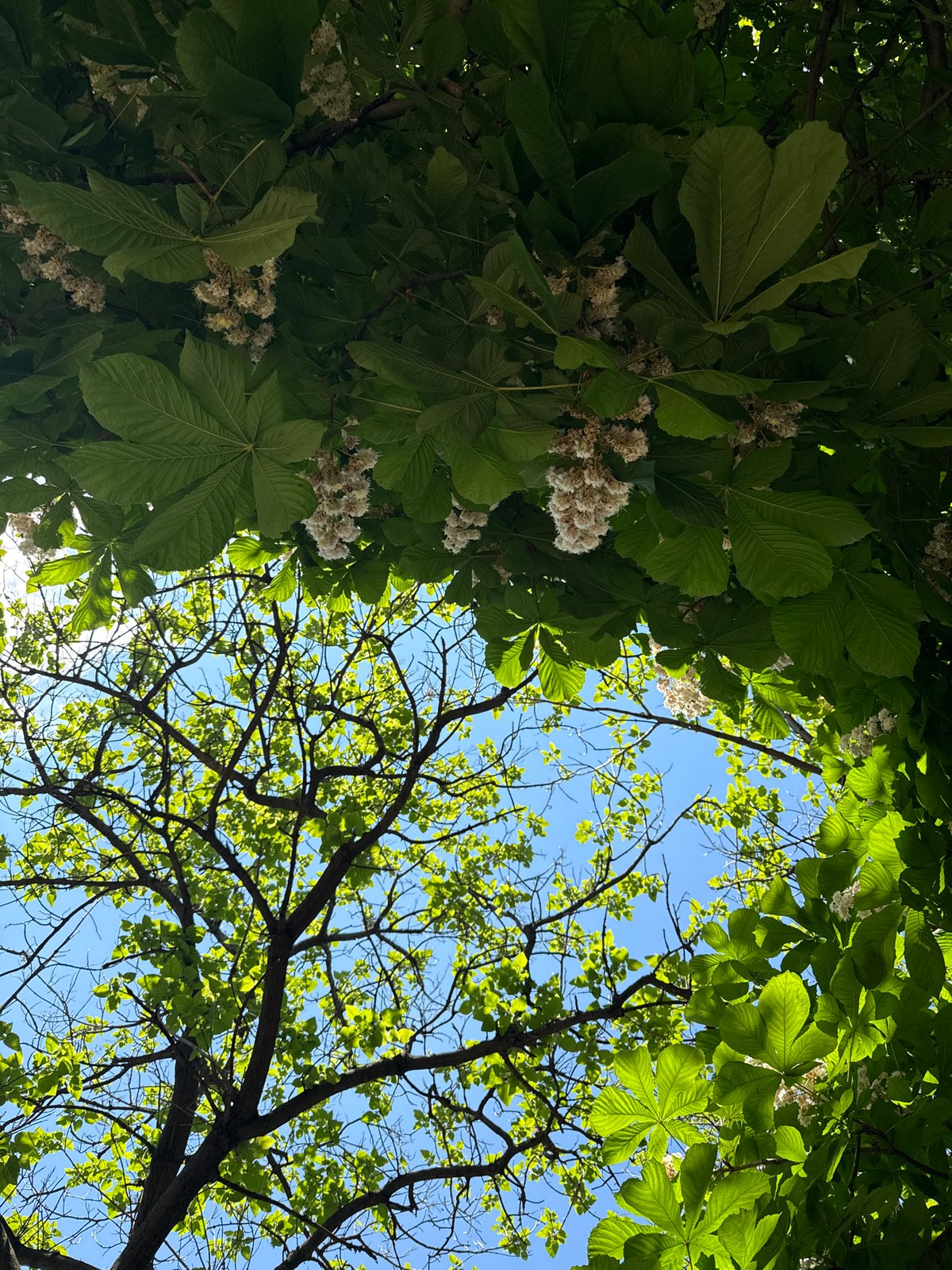 Spring canopy photographed in Plovdiv, Bulgaria