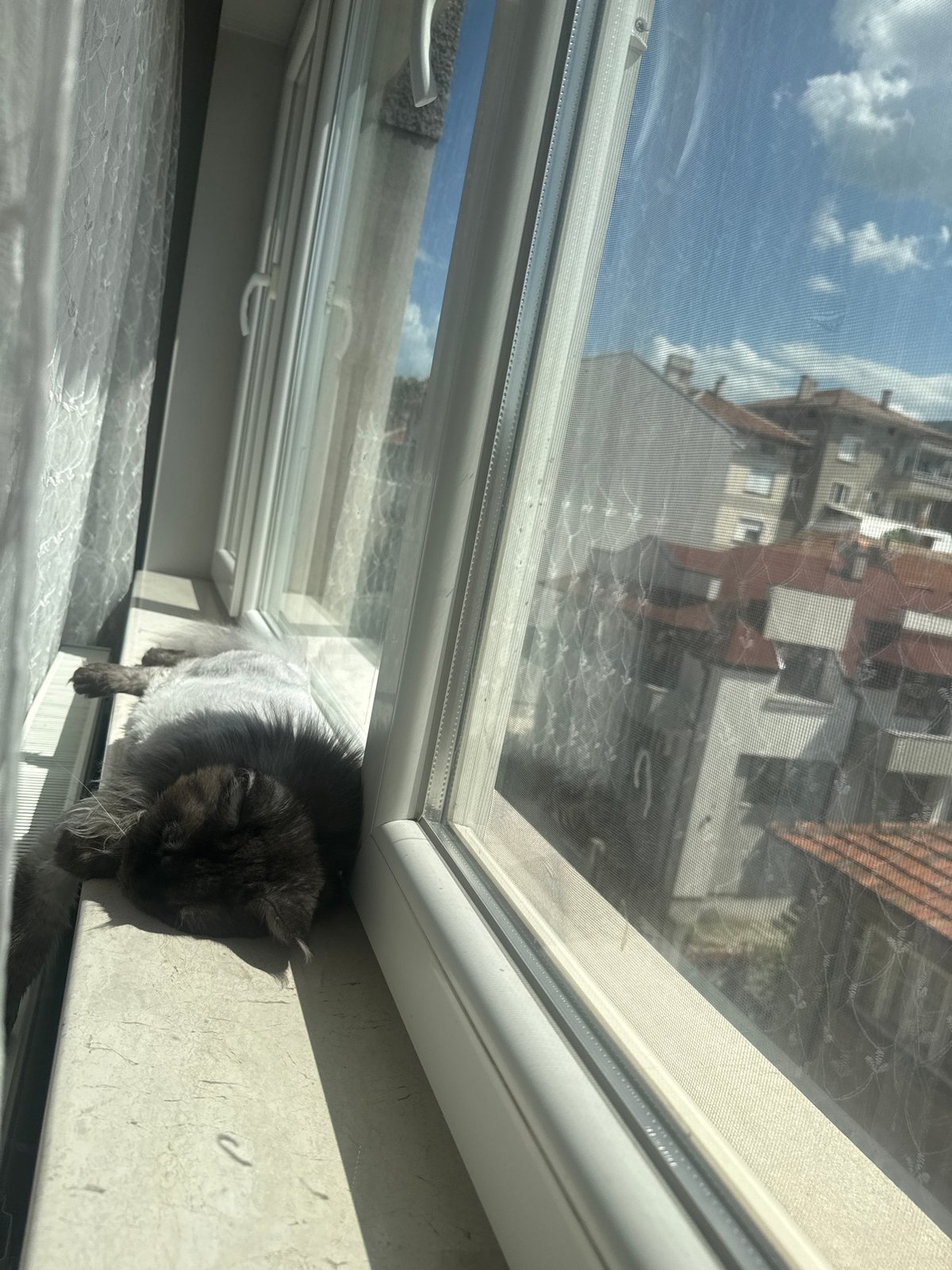 Cat observed on window sill overlooking cityscape buildings